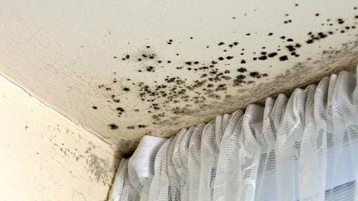 mould