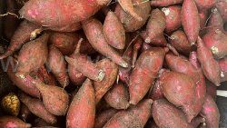 Sweet potatoes grown in St. Vincent and the Grenadines.