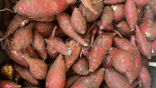 Sweet potatoes grown in St. Vincent and the Grenadines.