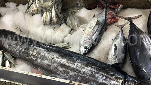 Fish