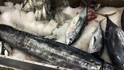 Fish