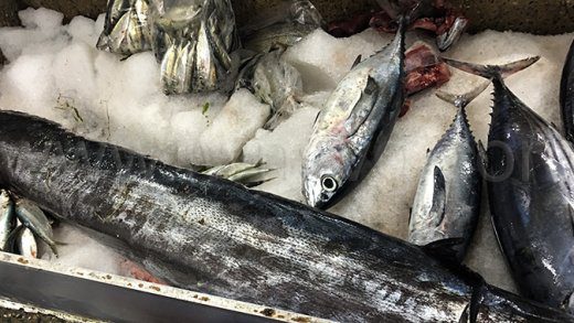 Fish