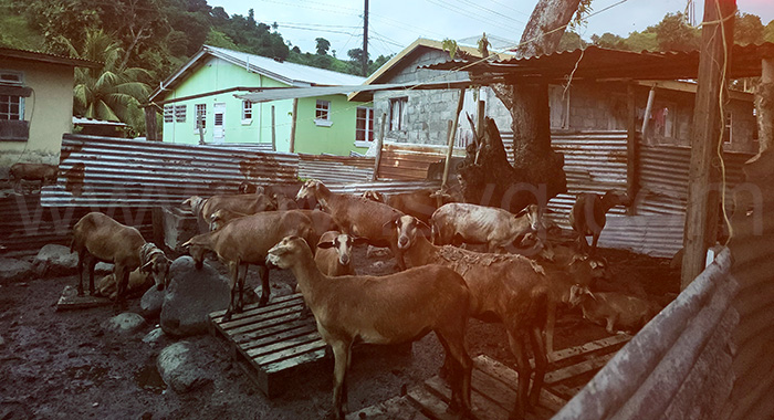Some of the sheep in the yard in South Rivers.