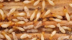 Termites