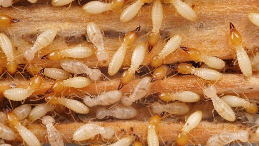 Termites