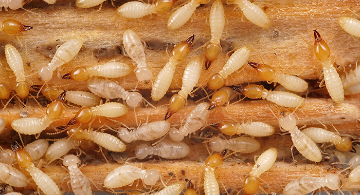 Termites
