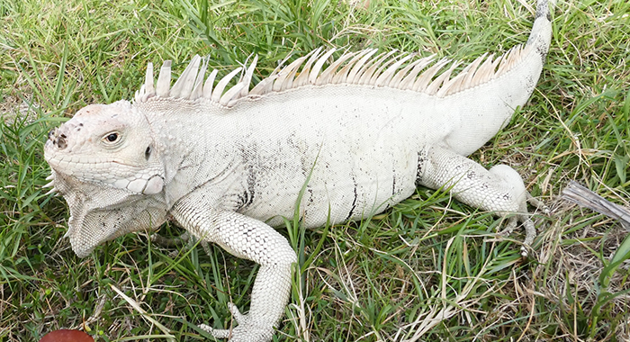 The Grenadines pink rhino iguana