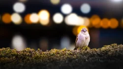 Light pollution