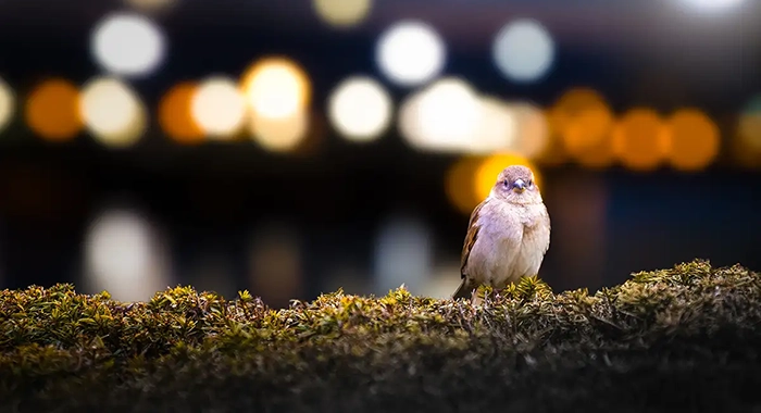 The effects of light pollution