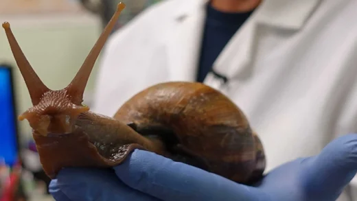 An internet photo of a giant African snail.