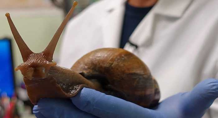 Emergency response as giant African snail threatens SVG’s agriculture