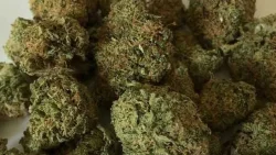 Ganja
