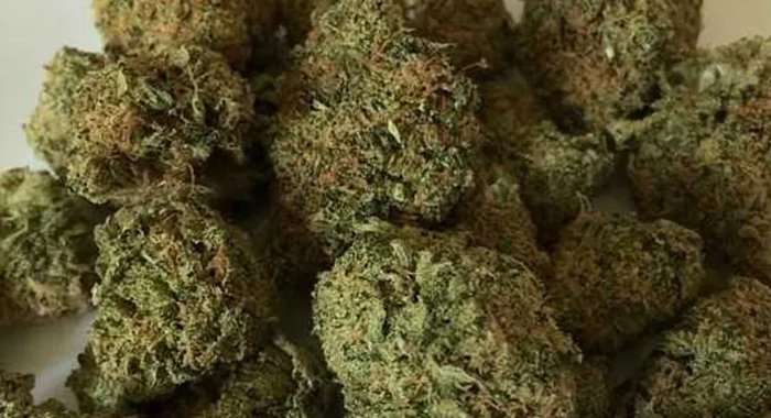 Ganja