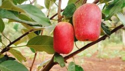 Wmabugu apple