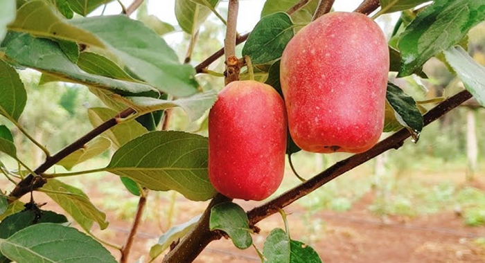 Nutritious Wambugu apple takes root in SVG