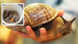 A photo of a Giant African Snail with a photo of the grilled Giant African Snail that SVG's Minister of Agriculture, Israel Bruce, said that he had in Nigeria. 