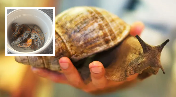 Nigeria trip shows Agriculture Minister snail problem could generate cash