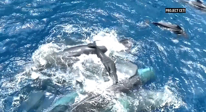 Whale births and killings