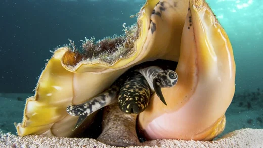 Queen conch