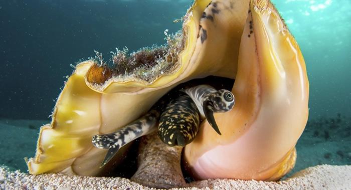 Fisheries Minister announces conch hatchery amidst declining catch