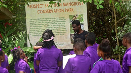 Grade 4 students of Buccament Government School, located at Dubois, listen keenly as they toured the Prospect Brighton Mangrove Conservation Park