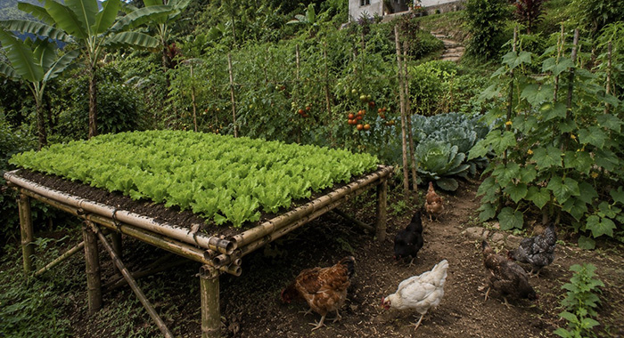 Where have the lettuce beds gone?
