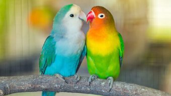 Pet birds 2