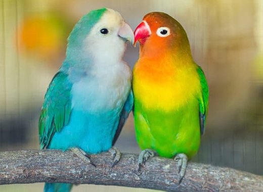 Pet birds 2