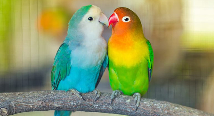 SVG ends 15-year ban on importation of pet birds