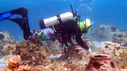 A coral gardener maintaining a reef ball site on the windward side of Mayreau. (Image courtesy of WAM Coral Gardeners Team)