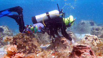 A coral gardener maintaining a reef ball site on the windward side of Mayreau. (Image courtesy of WAM Coral Gardeners Team)