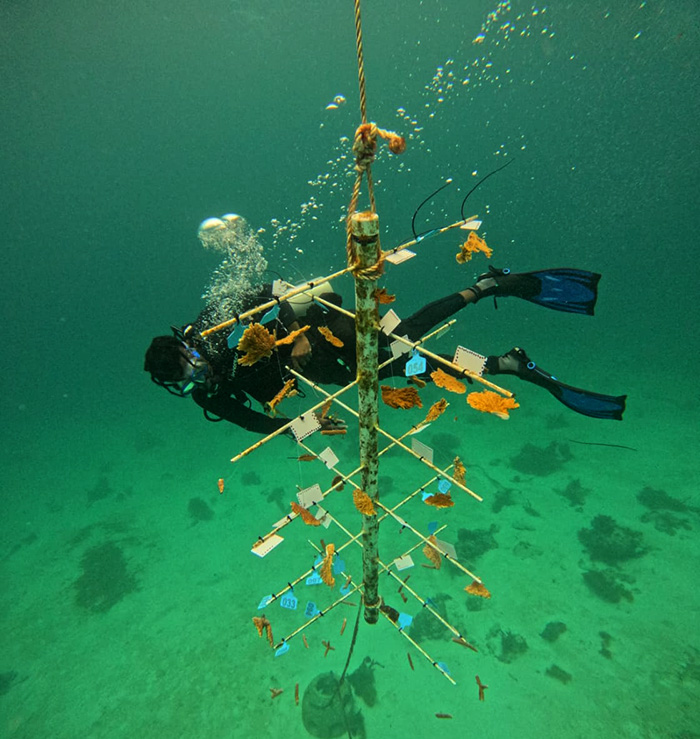 We Are Mayreau reports steady ridge-to-reef progress 2 We Are Mayreau 2 Coral Tree copy